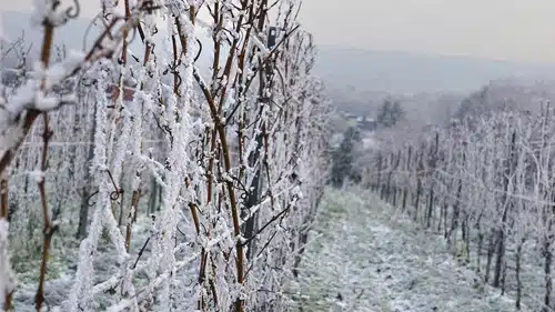 gel-de-printemps-vignoble