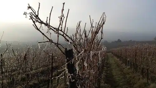 gel de printemps sur vignes