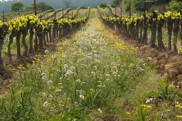 vignoble-en-printemps