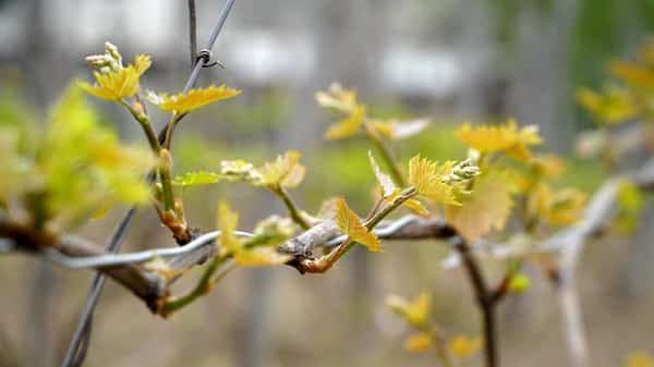 vigne avec des jeunes feuilles et des bourgeons