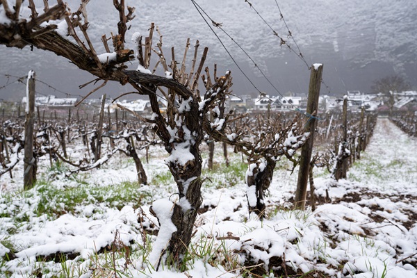 Vue d'un vignoble enneigé en hiver