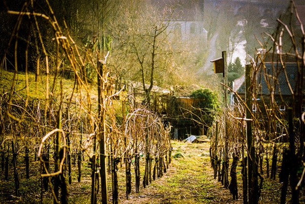 taille-vigne-pour-l-hiver