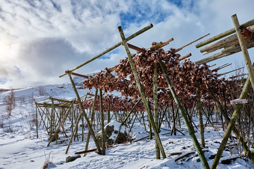 vigne en hiver