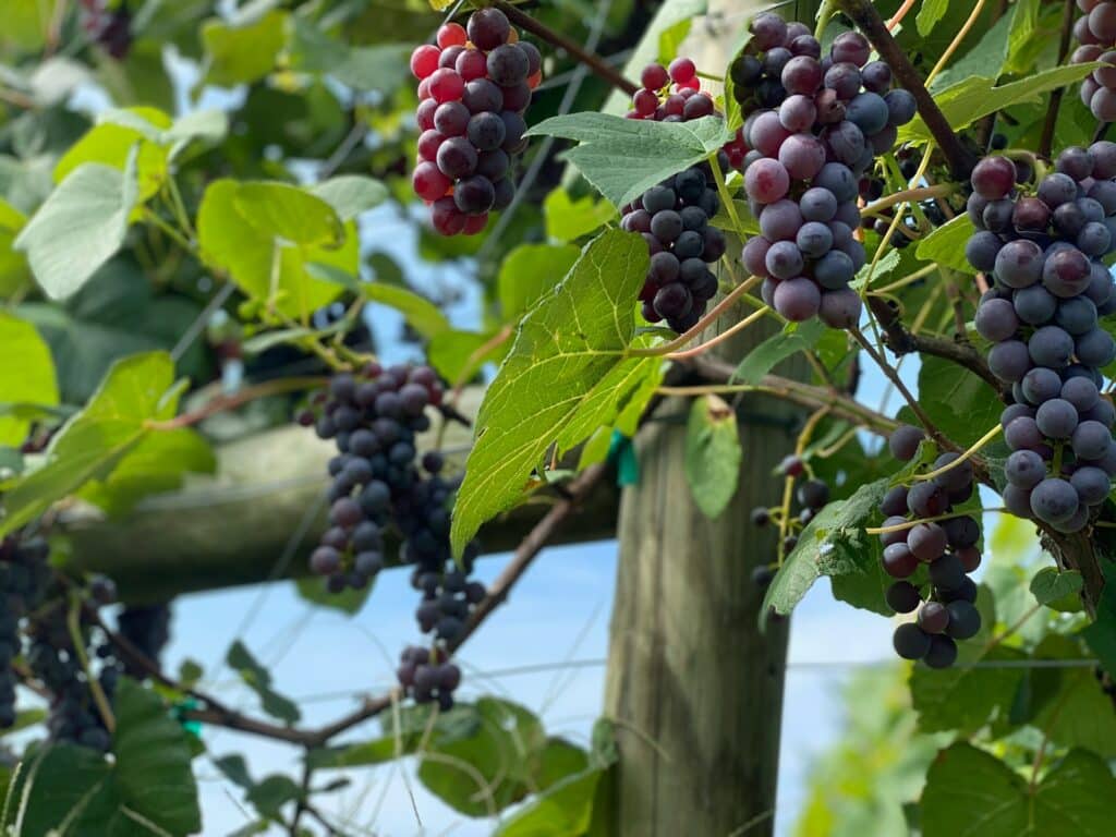 purple grapes on vines